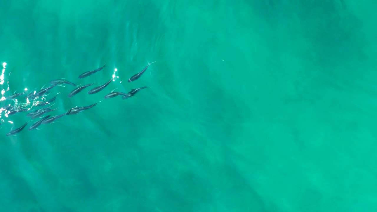 A compact school of small fish crosses turquoise water at Shipwrecks Los Cabos beside a brighter patch of surface glare, with no visible people or shoreline.