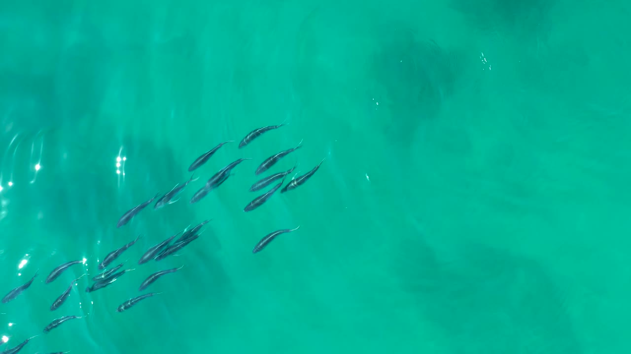 Small fish schooling in turquoise water with bright surface reflections