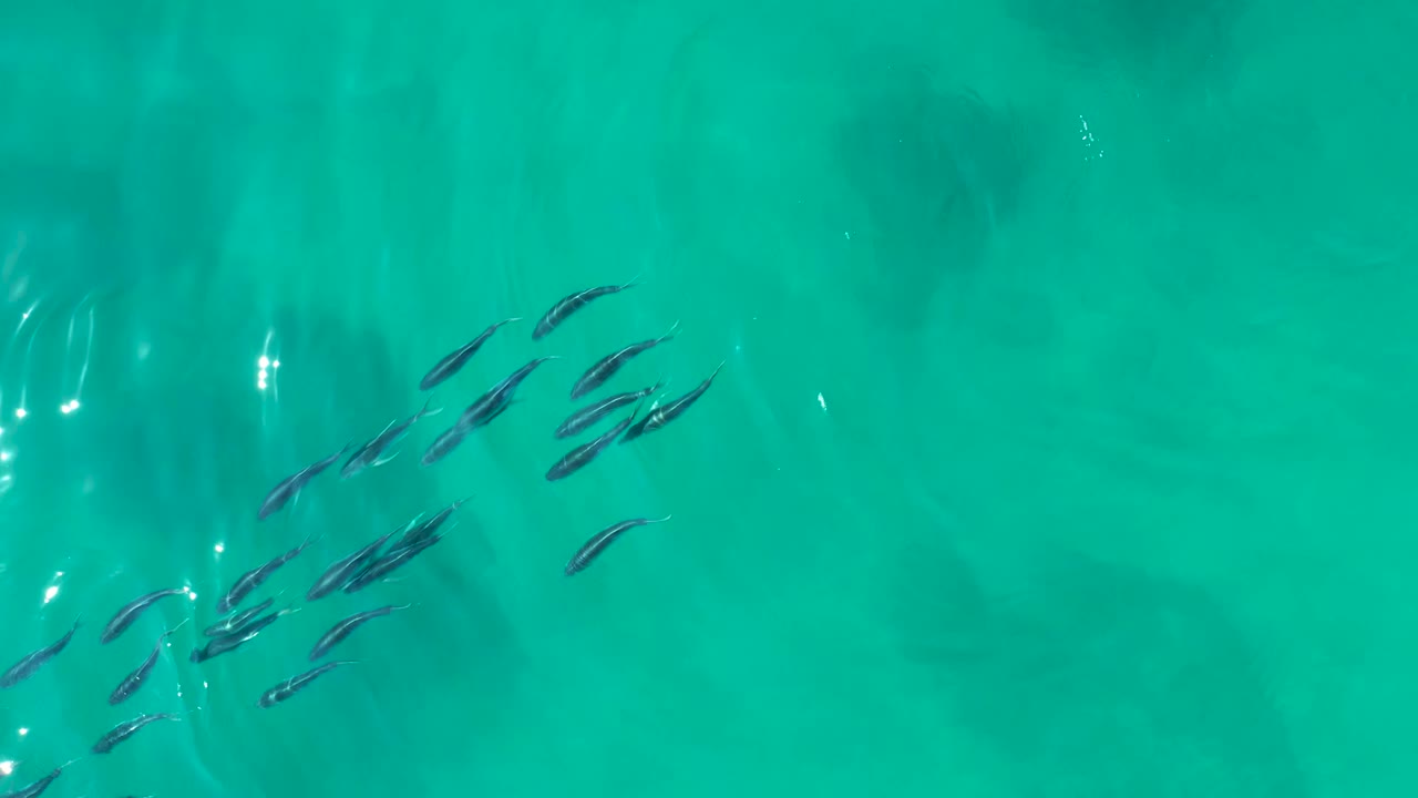 A loose school of small fish spreads across the upper-left area of clear green-blue water at Shipwrecks Los Cabos, with no visible people.
