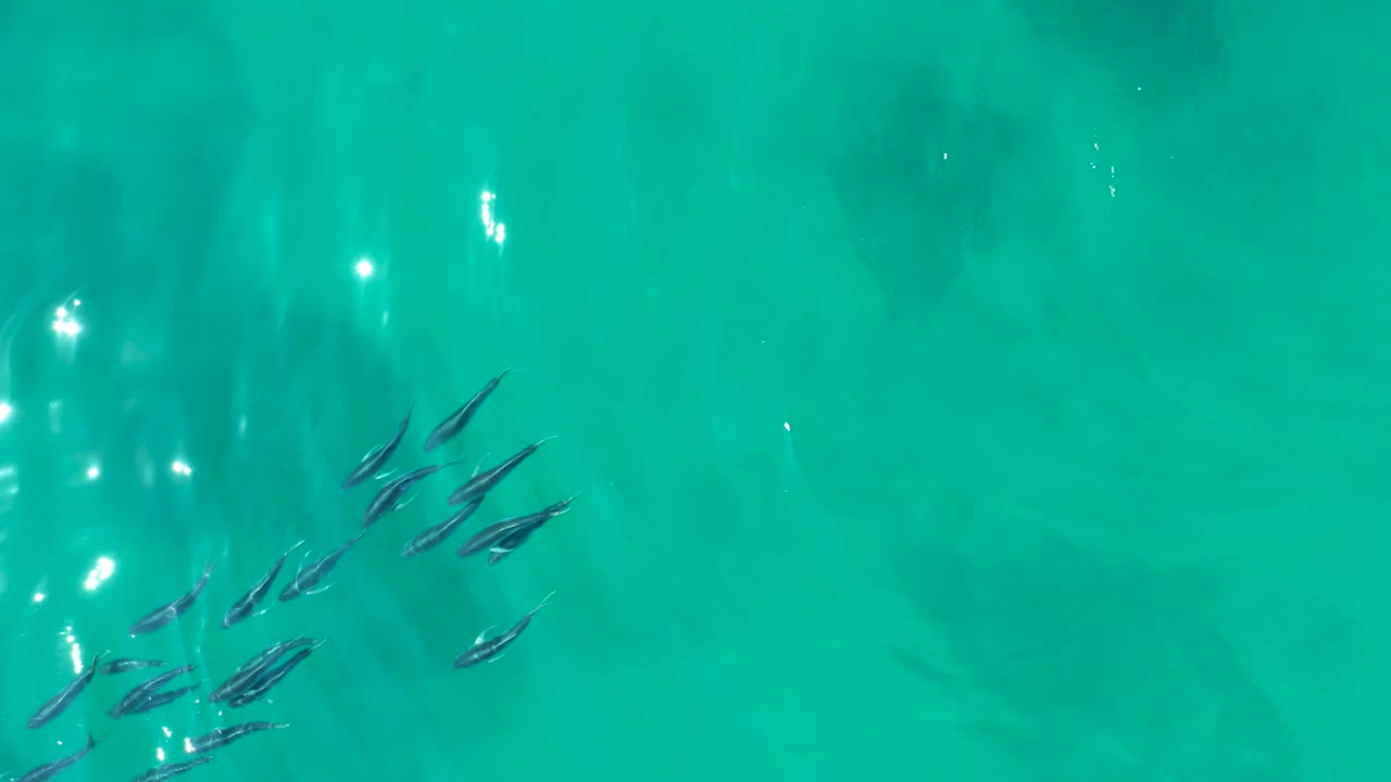 Small fish cluster near a bright patch of surface glare in turquoise ocean water at Shipwrecks Los Cabos, with no visible people.