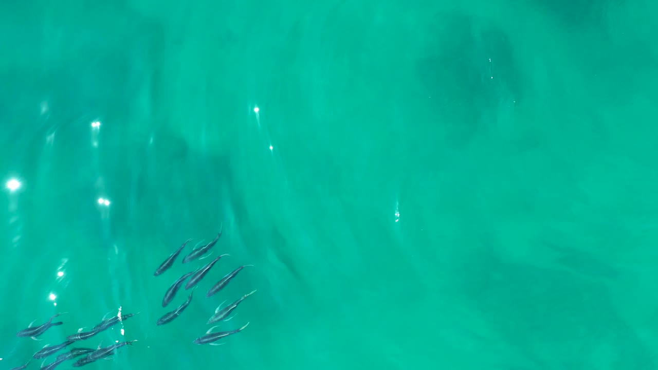 The school of small fish sits near the lower-left edge of clear turquoise water at Shipwrecks Los Cabos, with faint darker shapes below and no visible people.
