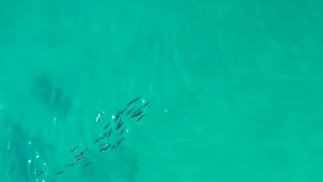 Small fish school in clear turquoise water