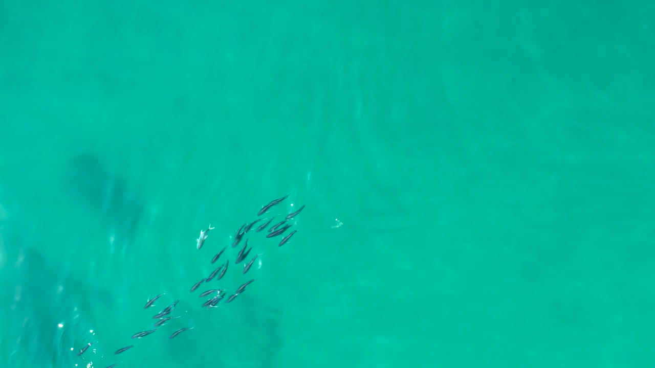 At Shipwrecks Los Cabos, the fish school sits left of center in clear turquoise water with faint darker seabed patches and no visible people.