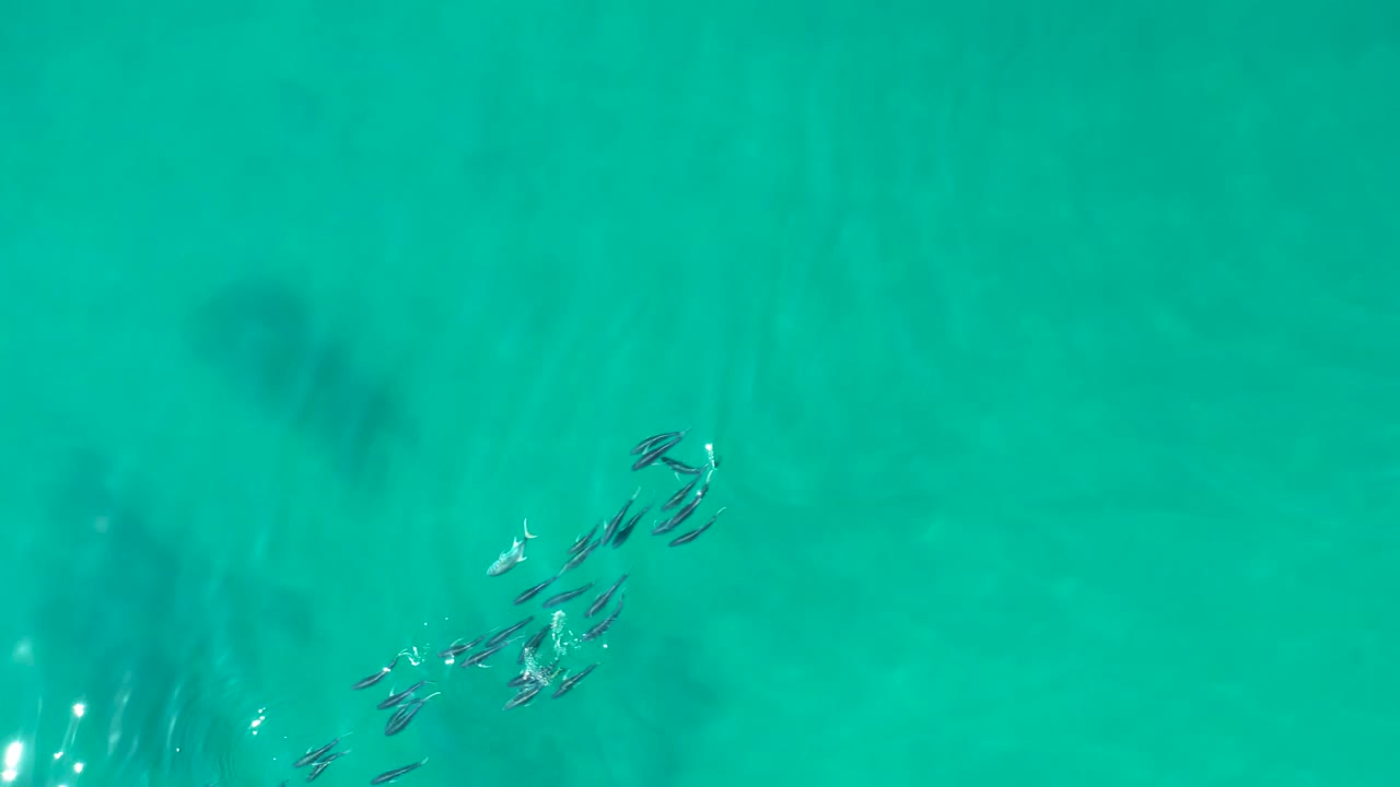 At Shipwrecks Los Cabos, the small fish cluster near the right side of the frame while bright surface glints and muted seabed shapes show through the turquoise water, with no visible people.