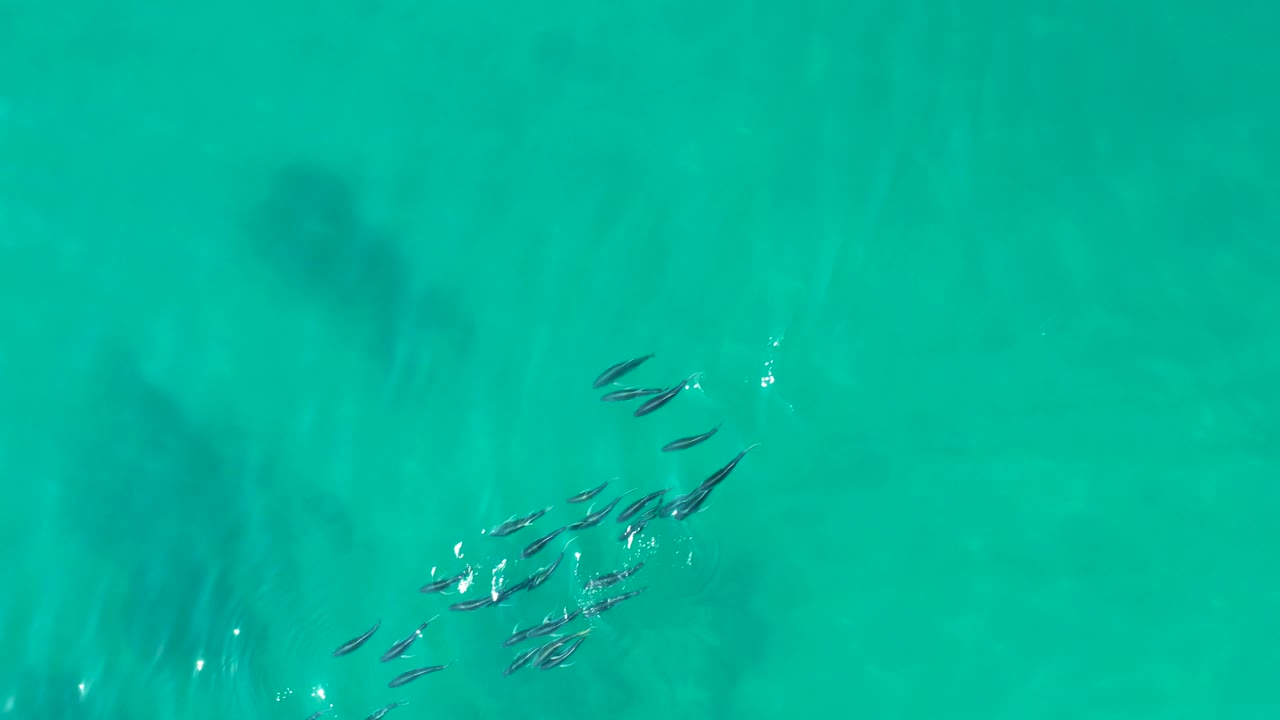 At Shipwrecks Los Cabos, the school gathers near the lower left over clear aqua water with broad soft shadows below the surface and no visible people.