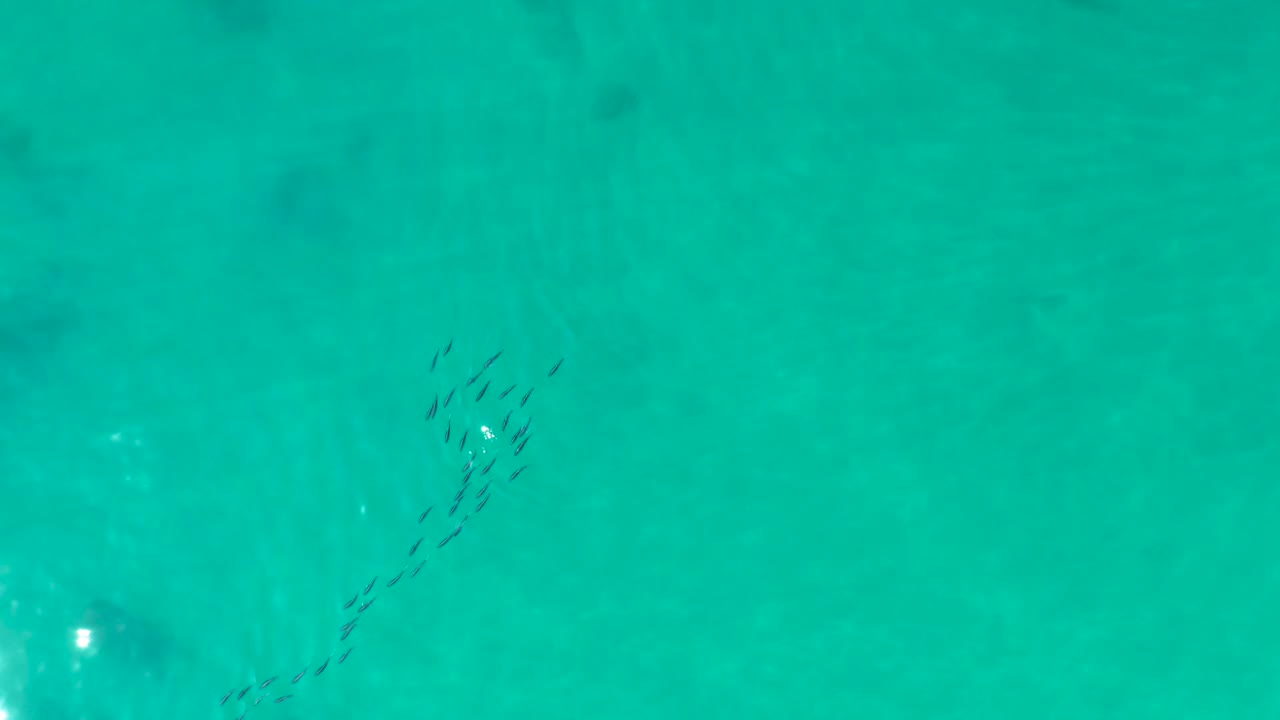 Small fish school in turquoise shallow water