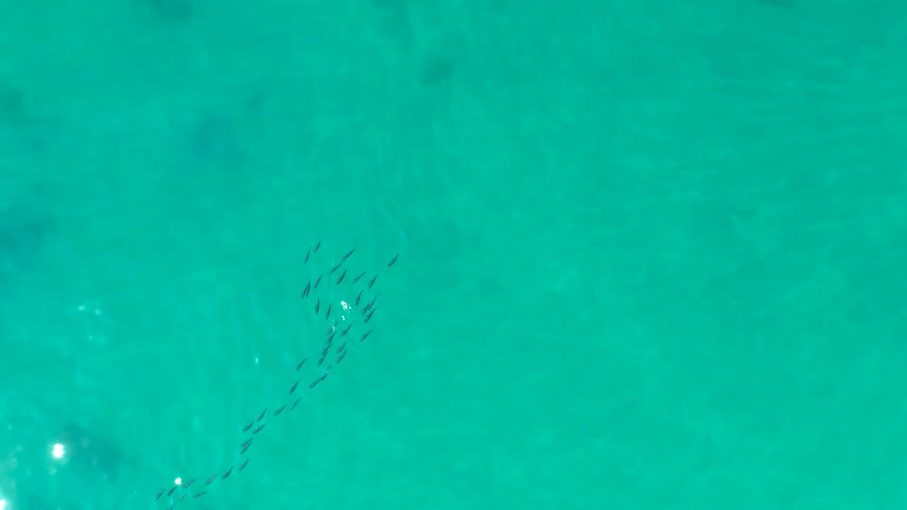 Overhead frame from Shipwrecks Los Cabos showing the fish school stretching into a curved line through clear turquoise water, with no visible people.