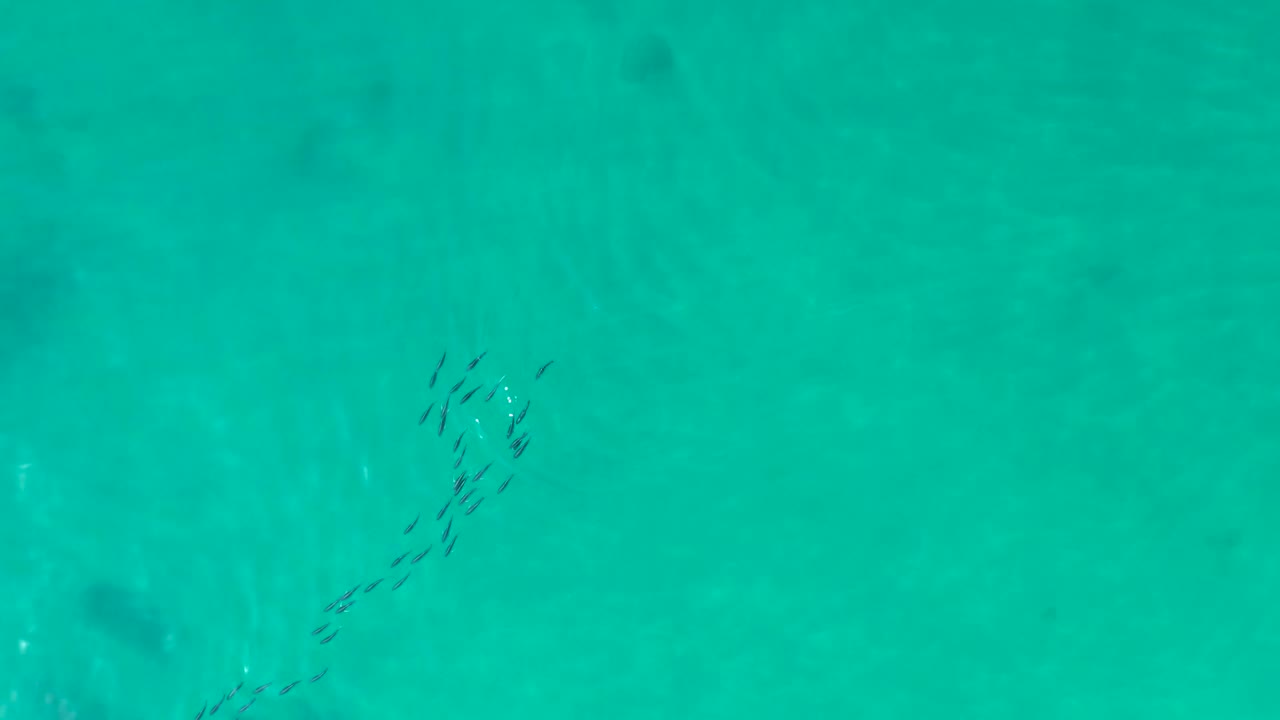 Overhead view at Shipwrecks Los Cabos with the dark fish cluster higher in frame against smooth turquoise water and faint seabed texture, with no visible people.