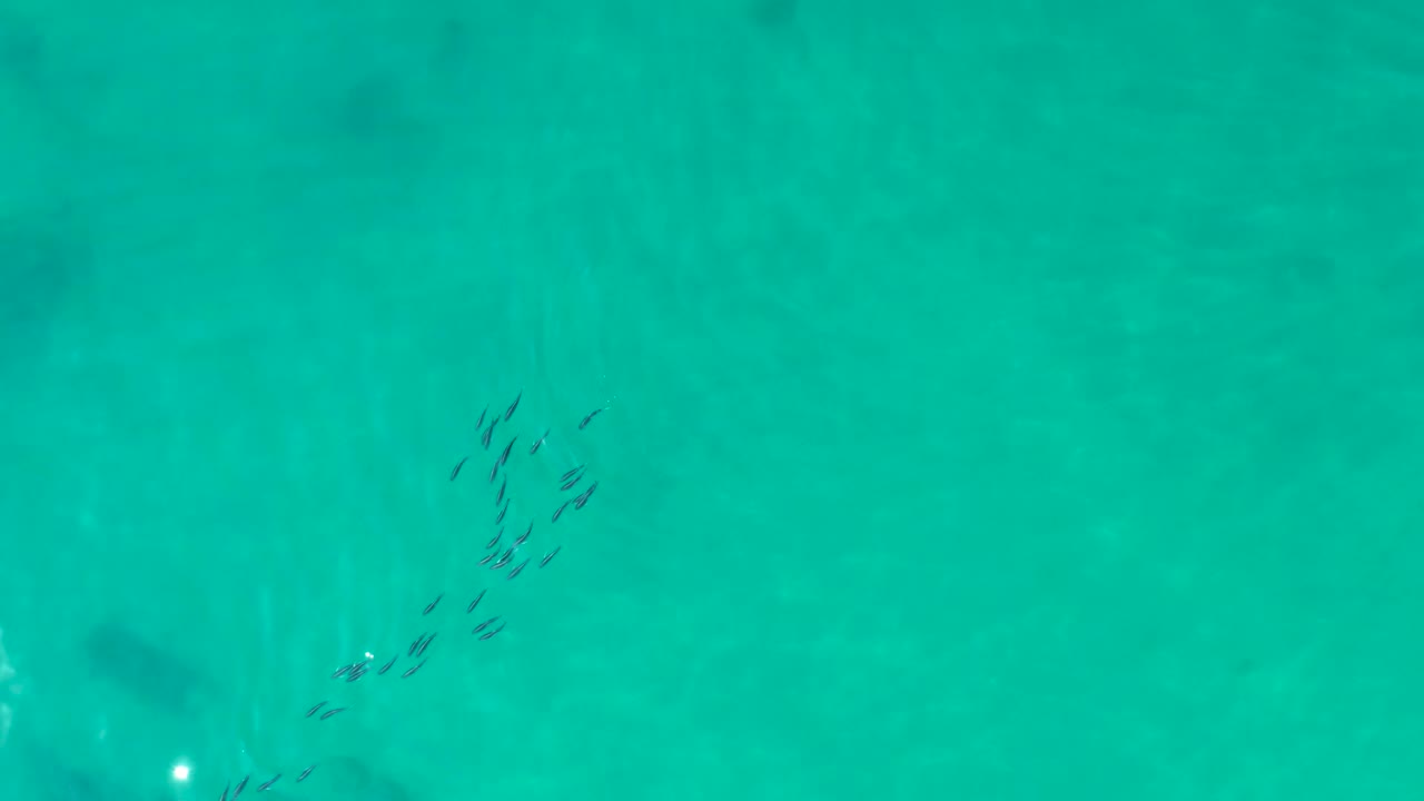 Overhead Shipwrecks Los Cabos frame with the fish regrouped near the left side over bright turquoise water, with no visible people.