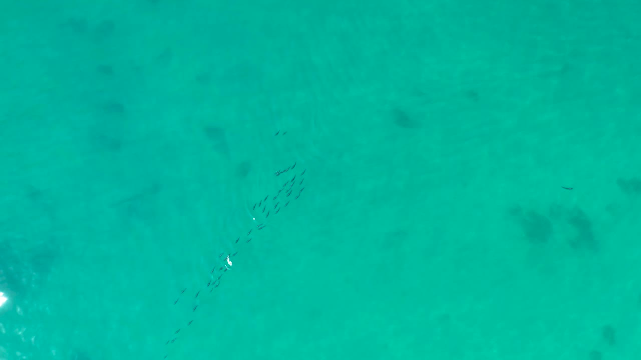 A loose fish school sits left of center in clear turquoise water at Shipwrecks Los Cabos, with faint darker patches below the surface and no visible people.