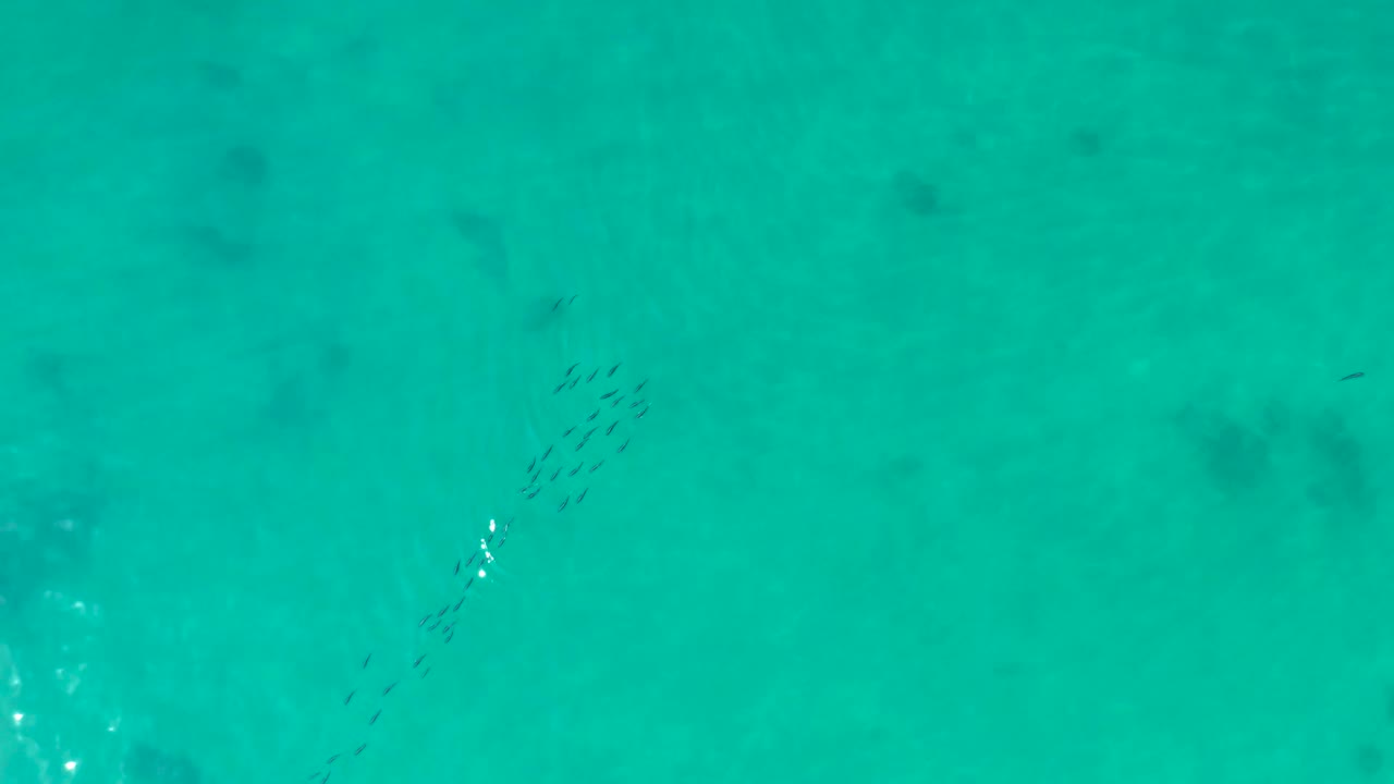 A compact cluster of fish crosses the left side of clear turquoise water at Shipwrecks Los Cabos, with muted darker seabed marks visible below and no visible people.