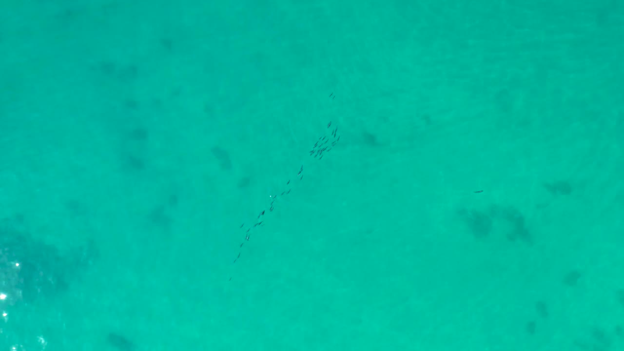 Aerial view at Shipwrecks Los Cabos showing small fish in a diagonal school over turquoise water and muted reef patches beneath, with no visible people.