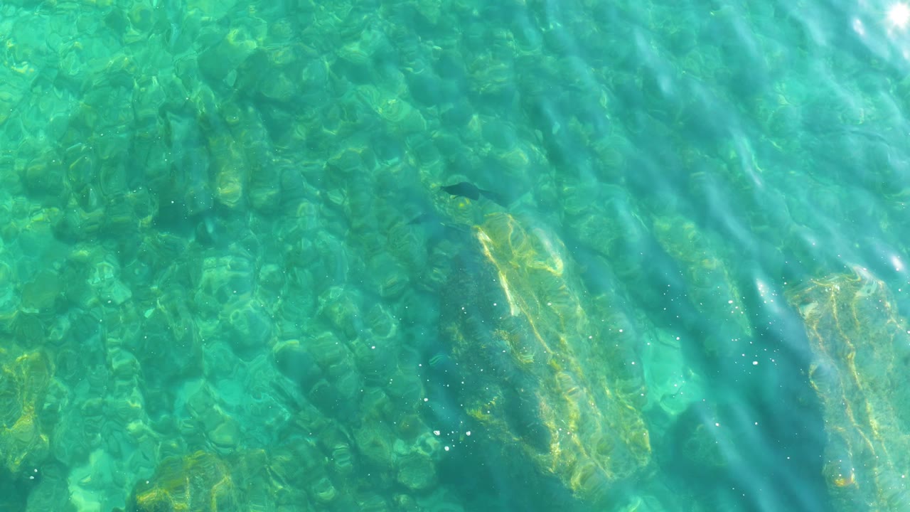 Straight-down view of turquoise shallow water over rocks at Shipwrecks Los Cabos, with a small fish near the upper left area and no visible people.