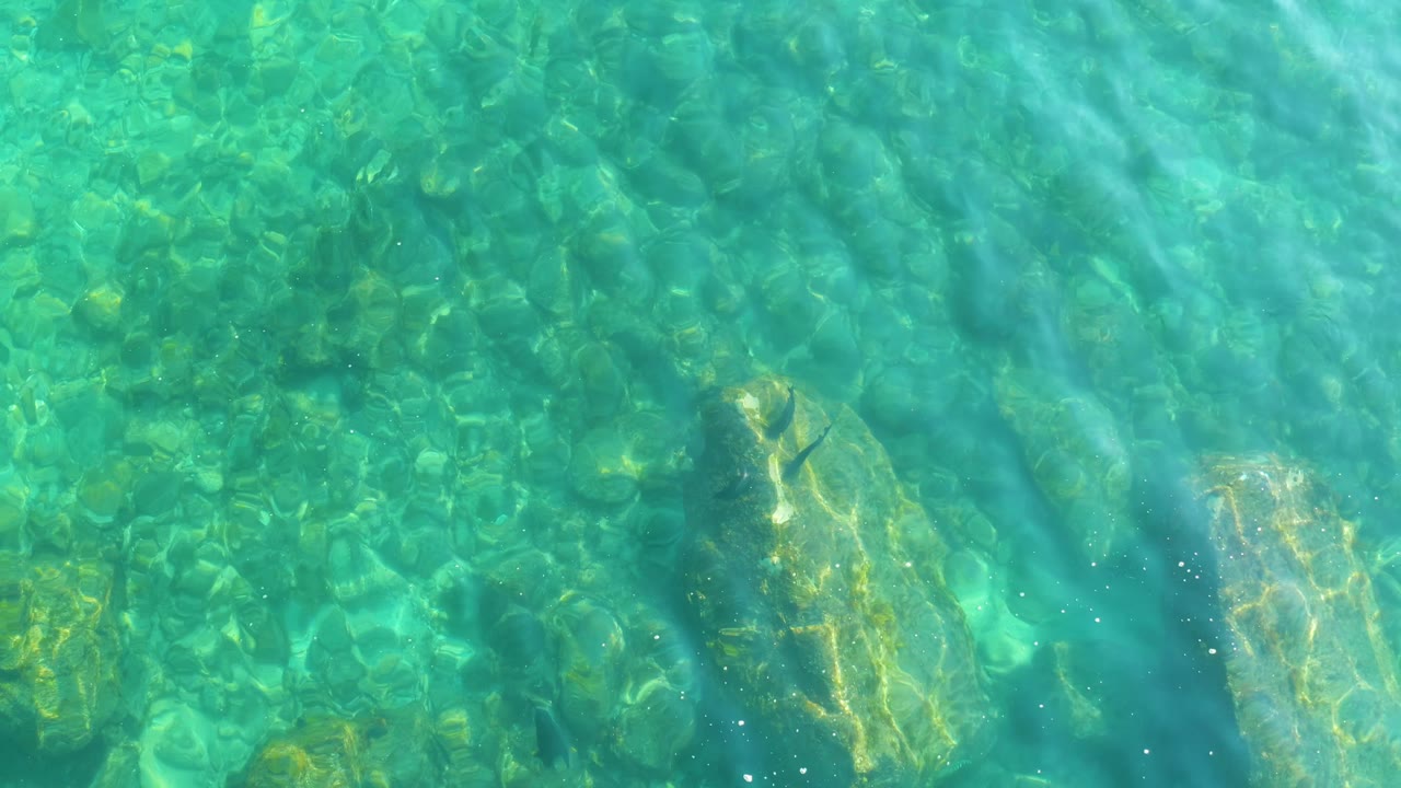 A small dark fish passes over pale submerged rocks in clear Shipwrecks Los Cabos water as sunlight streaks across the turquoise surface, with no visible people.