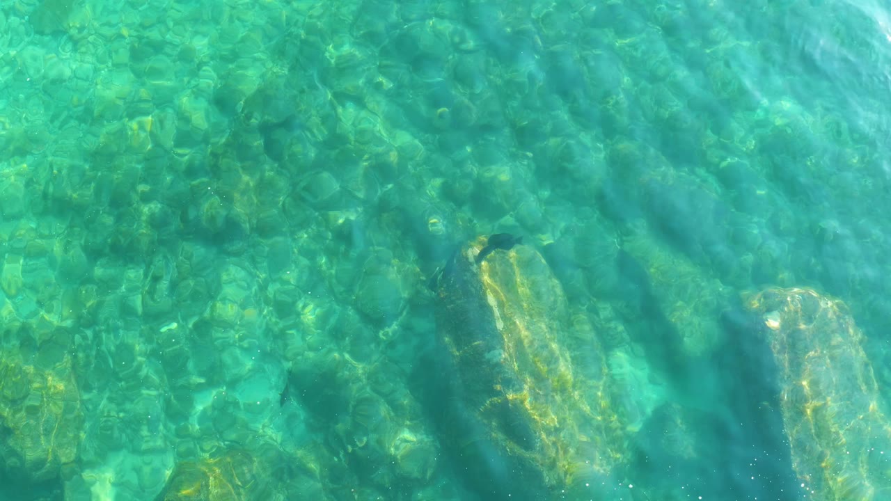 Clear water at Shipwrecks Los Cabos shows a rocky seabed, pale submerged stones, light ripples, a small fish left of center, and no visible people.