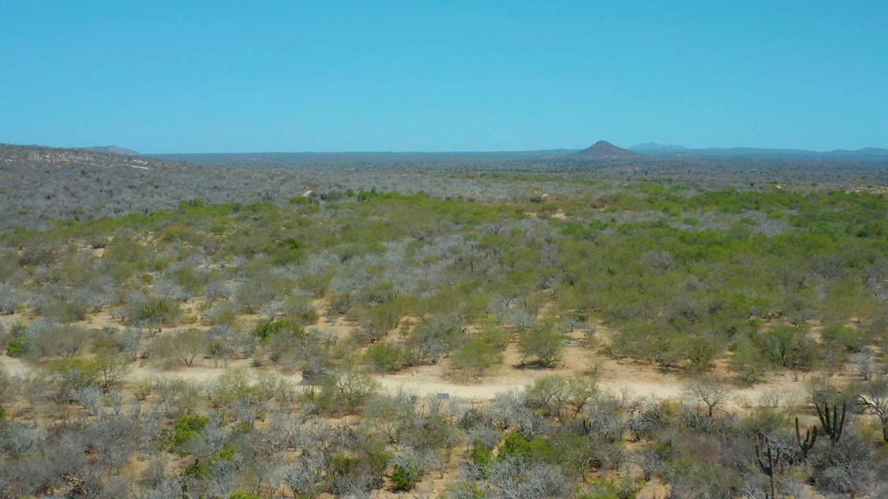 Elevated La Laguna Beach Los Cabos view showing dense low shrubs, scattered cacti, a pale dirt track, distant hills, and no visible people.