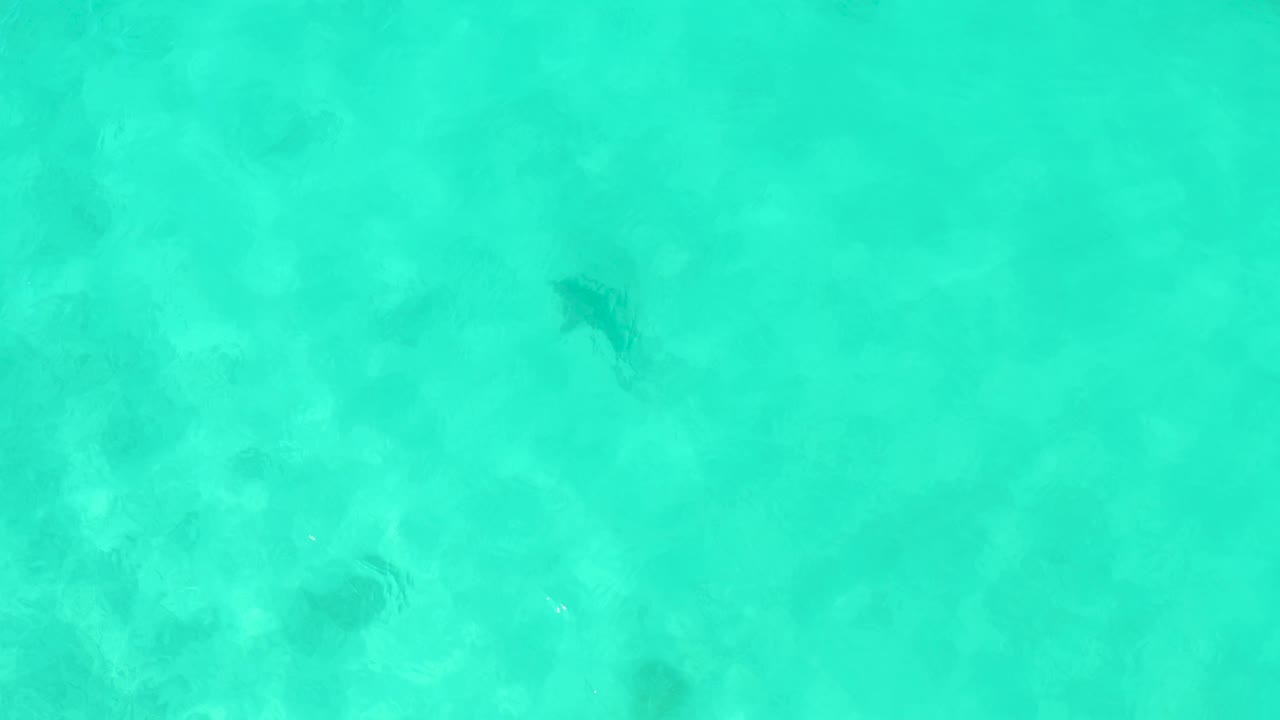 Stingray in shallow turquoise water over sand