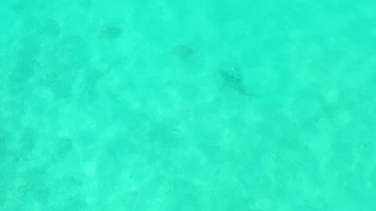 Clear shallow water in Cabo Pulmo fills the frame, with mottled seabed texture and small dark fish silhouettes, no visible people.