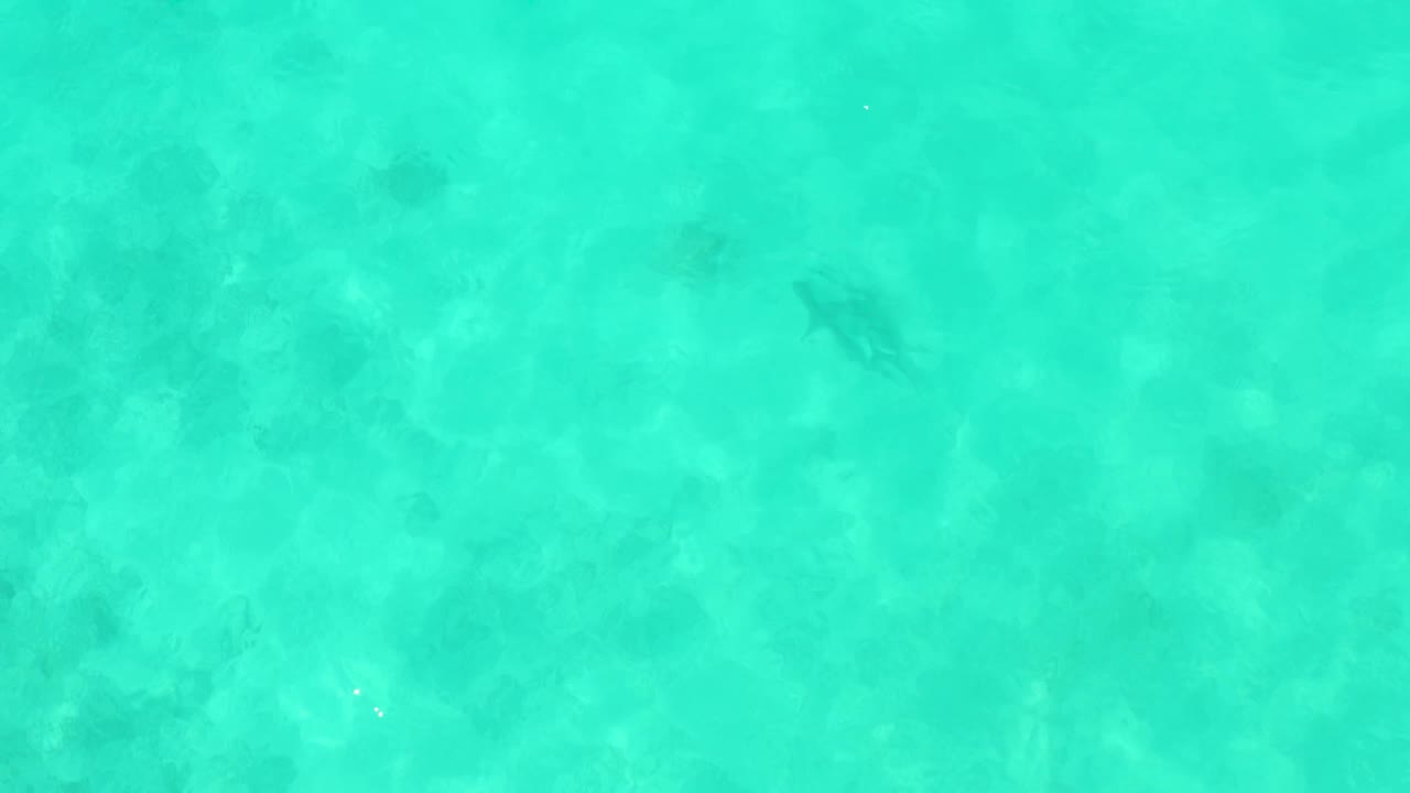 An overhead frame of transparent turquoise sea in Cabo Pulmo shows scattered fish shapes over the pale seabed with no visible people.