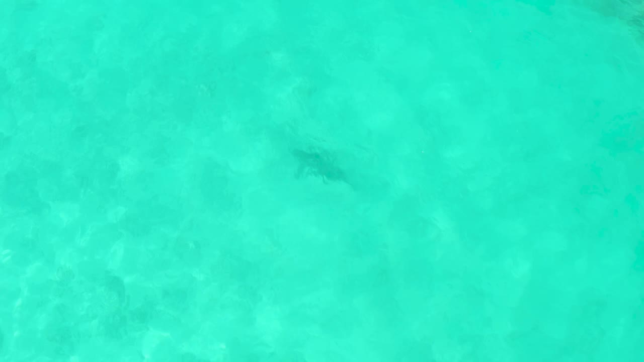 A dark fish appears near the upper left of clear turquoise water in Cabo Pulmo, with sandy bottom texture below and no visible people.