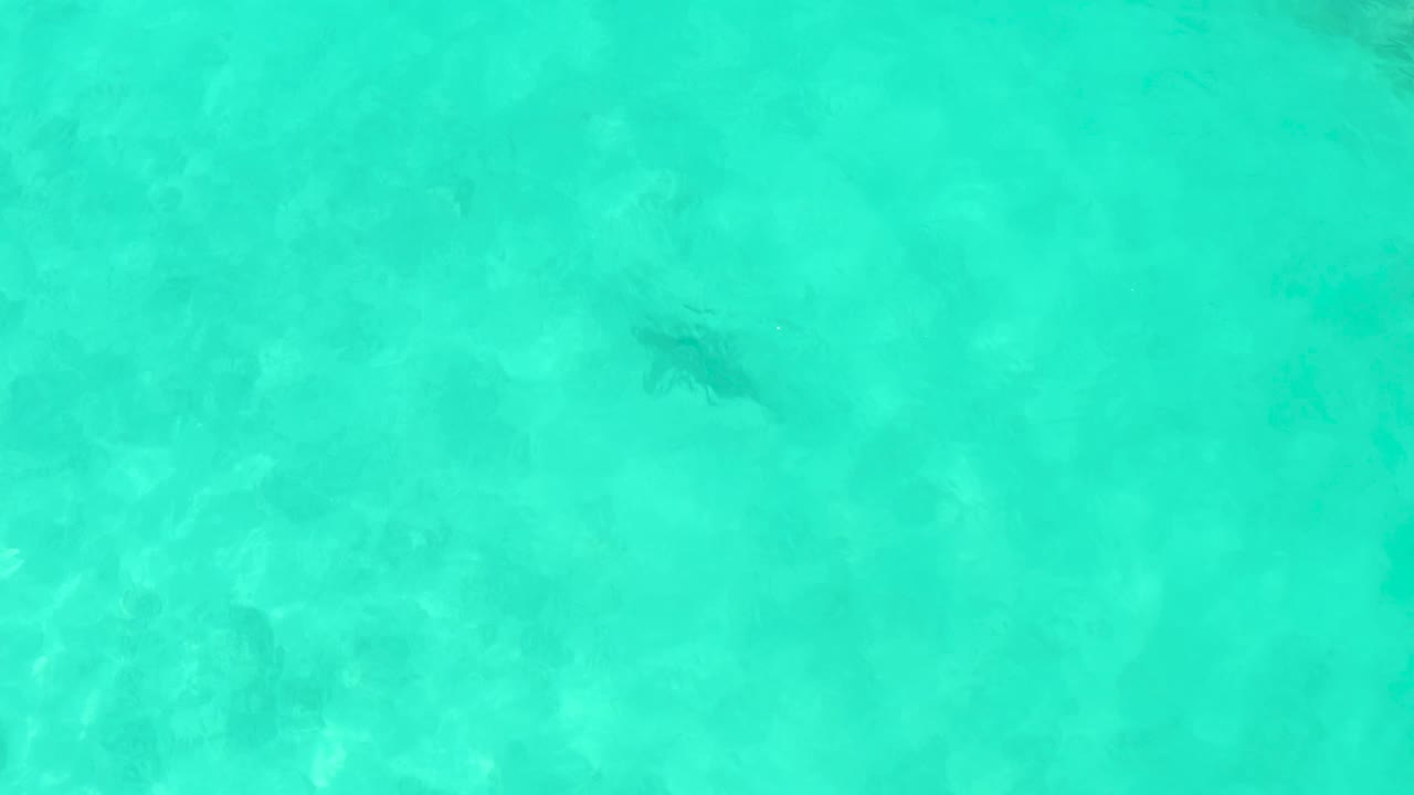 Fish swimming through pale turquoise water