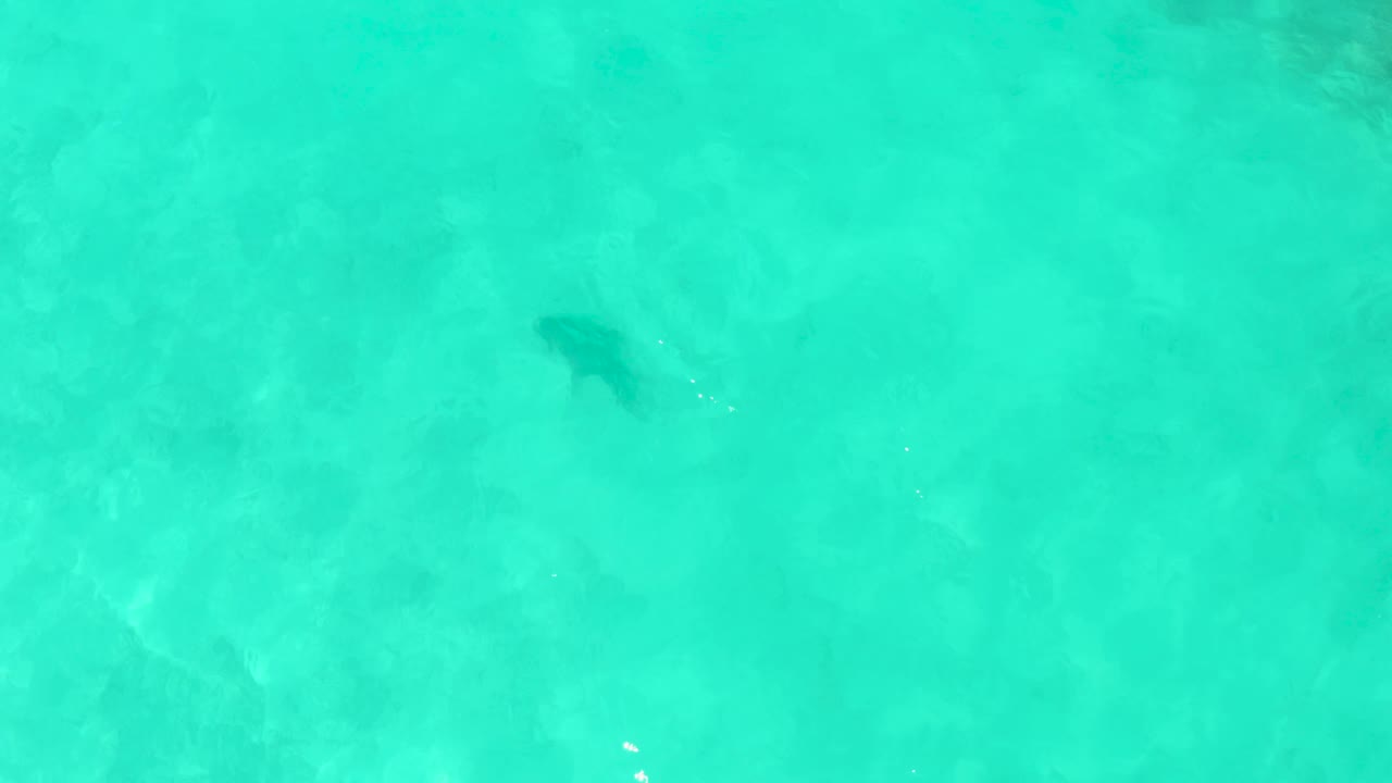 A dark fish is visible in the upper right area of the Cabo Pulmo water, with faint ripples and sandy bottom patterns below and no visible people.