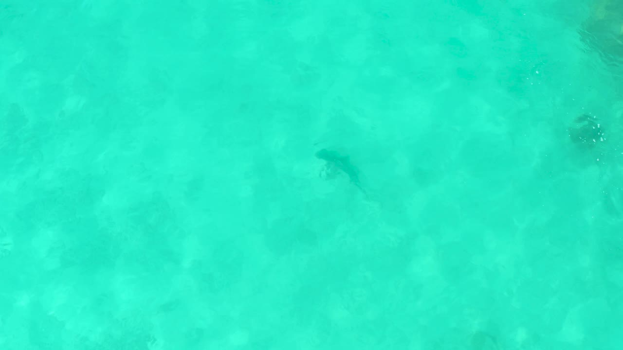 Overhead view in Cabo Pulmo, Mexico, showing a small dark fish shape near the upper left of clear turquoise water over a pale sandy bottom with no visible people.