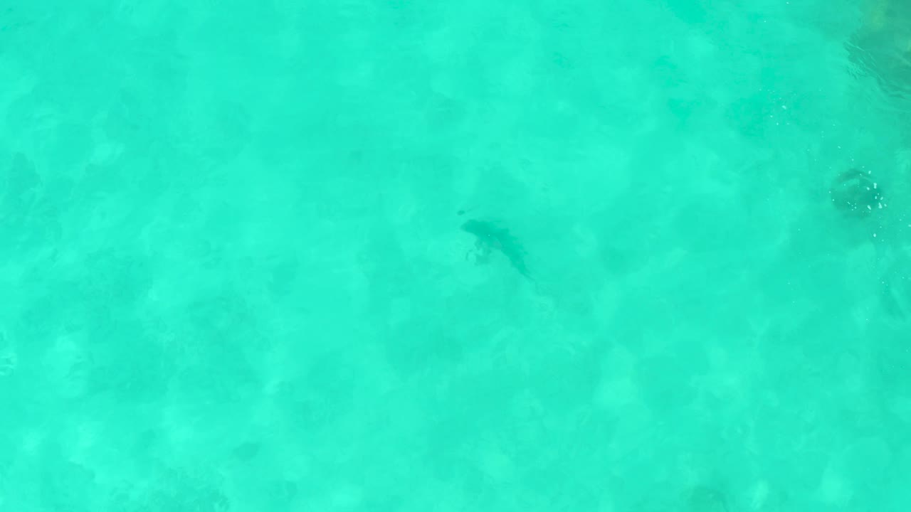 Overhead Cabo Pulmo frame with the fish slightly farther across the upper-left water area, surrounded by rippled turquoise sea and visible sandy bottom, with no visible people.