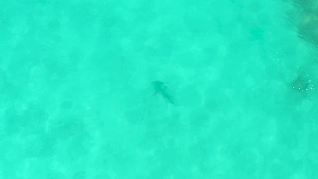 A lone dark fish is seen from above in Cabo Pulmo water, with sunlit turquoise ripples and pale sand visible below, and no visible people or objects.