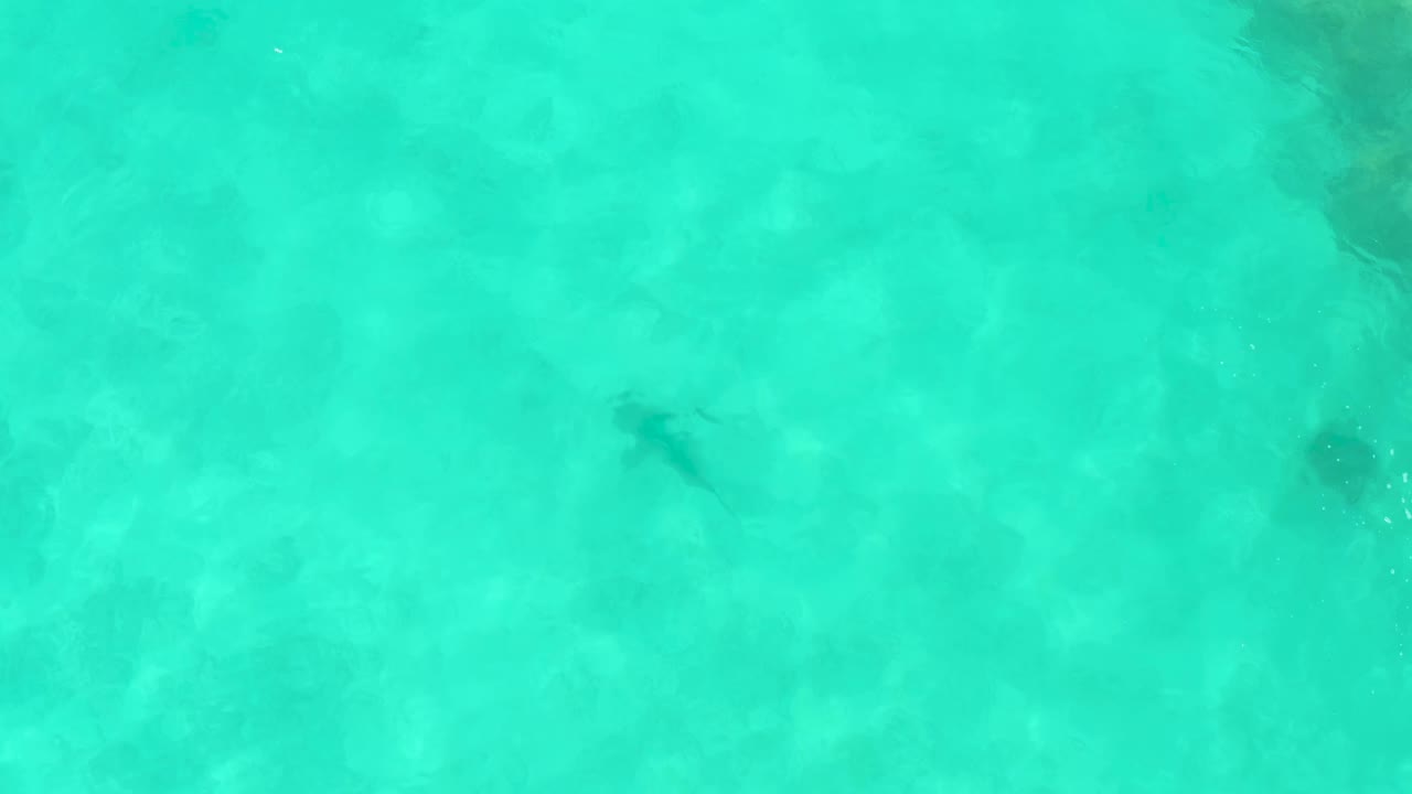 Fish silhouette in clear blue-green water