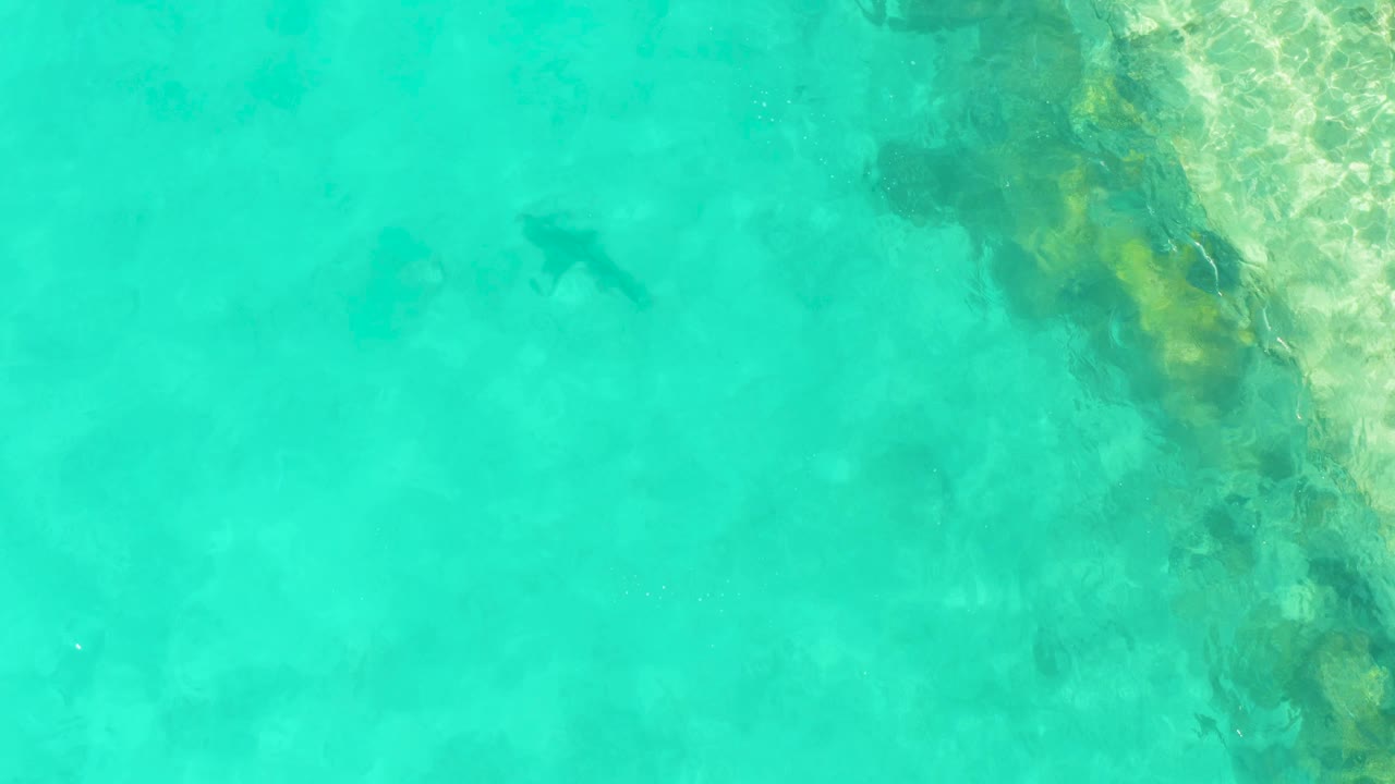 A shark appears near the upper left of clear turquoise water in Cabo Pulmo, with reef rocks along the right edge and no visible people.