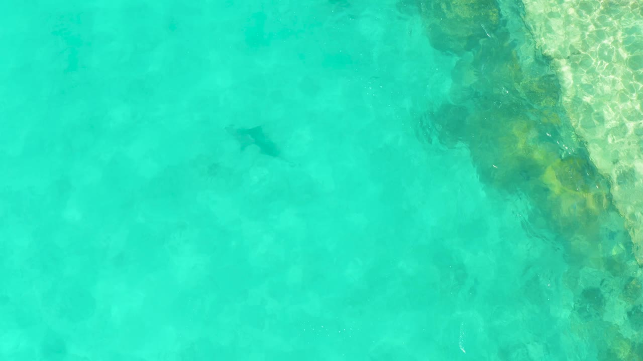 A dark shark silhouette is visible in the upper middle-left of the Cabo Pulmo water, with the rocky shoreline edge tighter on the right and no visible people.