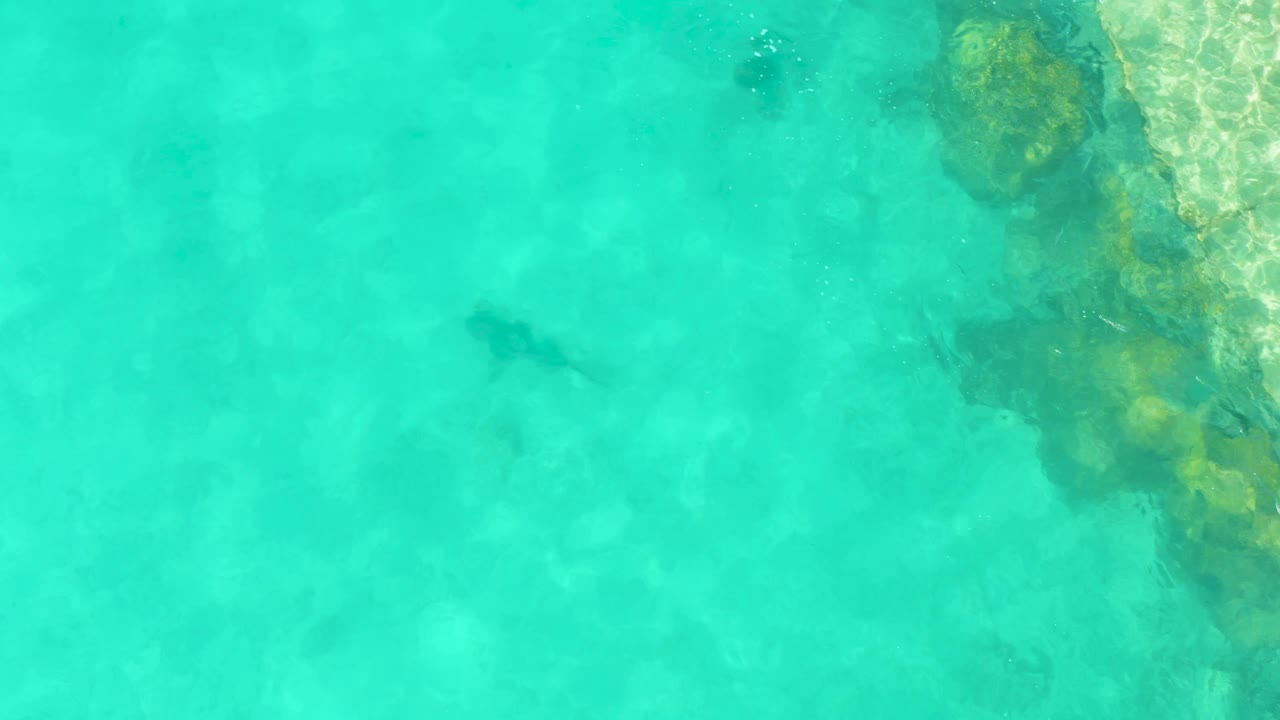 The shark is now lower and left of center in the clear Cabo Pulmo shallows, with a vertical band of rocks on the right side and no visible people.