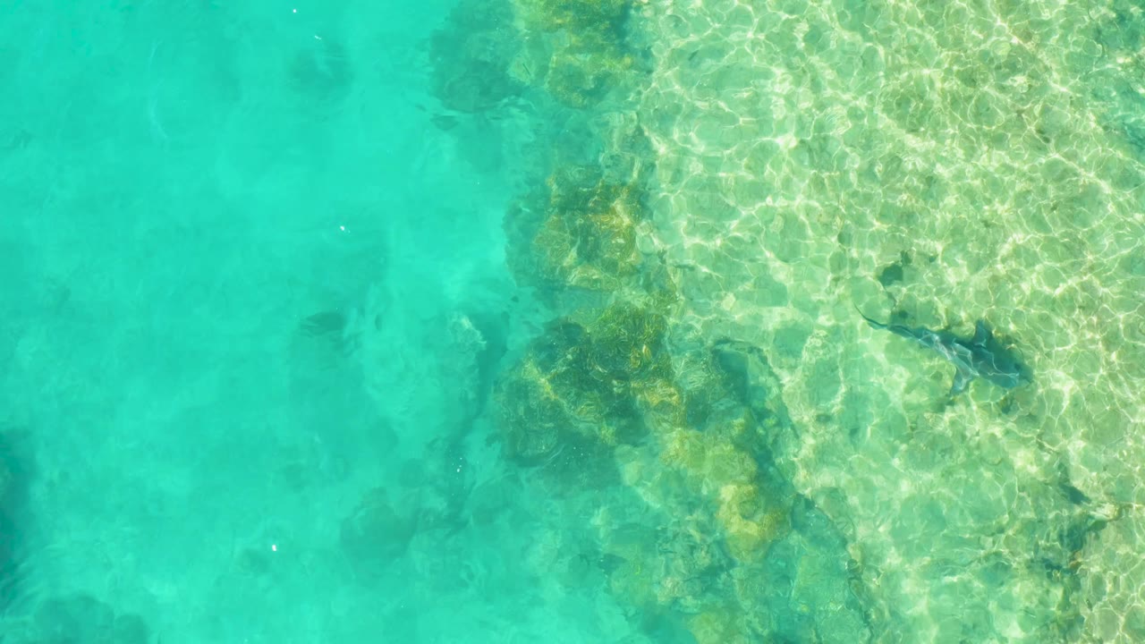 Top-down Cabo Pulmo frame with a broad turquoise water field, pale rock shelf, scattered coral growth, and a dark fish along the upper-right side with no visible people.