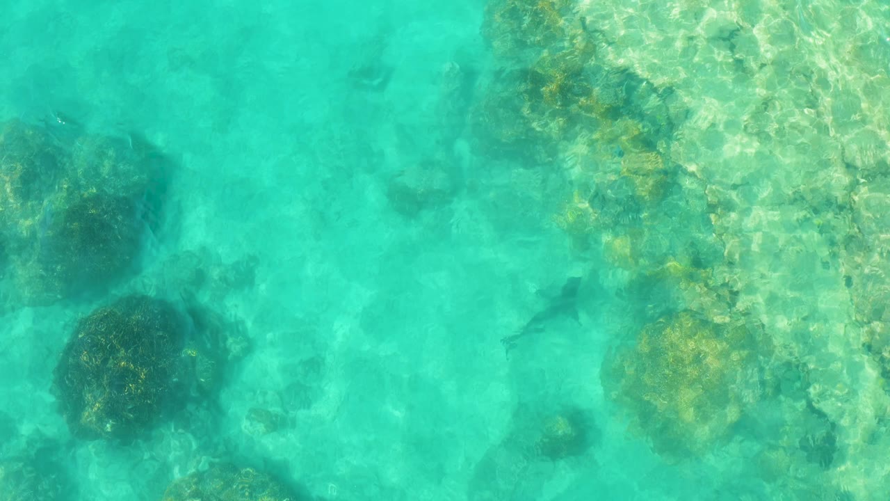 Clear turquoise water over rocks with dark fish shapes