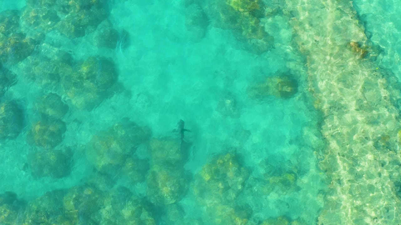 Overhead view of a shark in clear turquoise water above reef rocks.