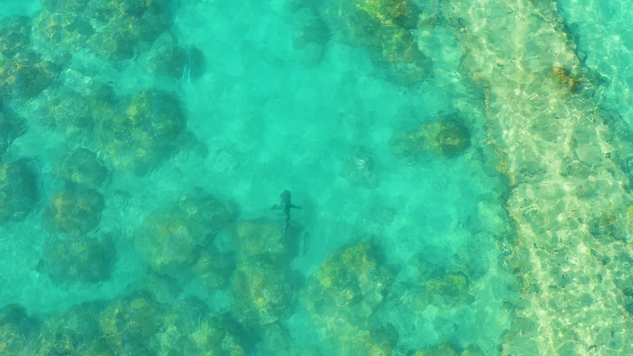 Overhead Cabo Pulmo frame with the shark slightly lower in the turquoise water beside reef rocks and a bright sand strip, with no visible people.