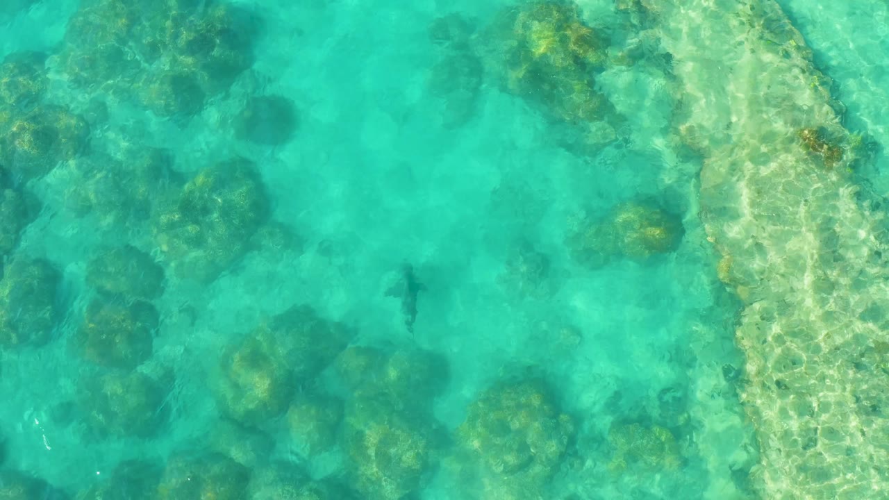 Overhead frame from Cabo Pulmo, Mexico showing the shark centered left of reef clusters in transparent shallow water with a pale channel on the right and no visible people.
