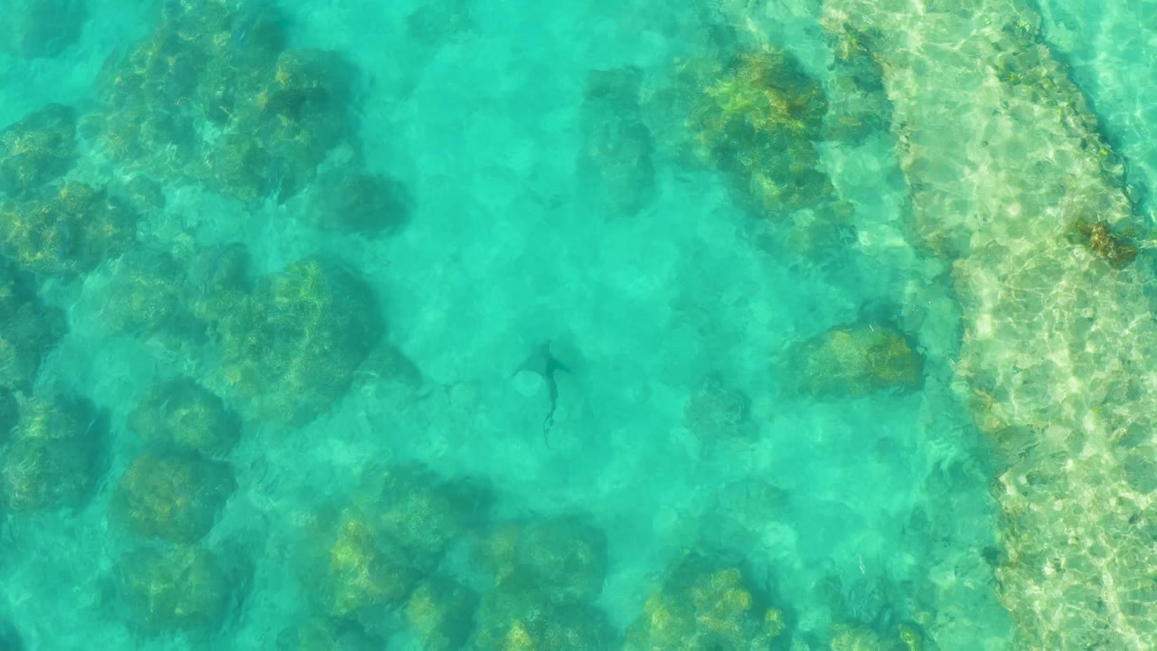 Cabo Pulmo overhead frame with the shark lower in the shot near darker reef rocks, surrounded by turquoise water and mottled sunlight, with no visible people.