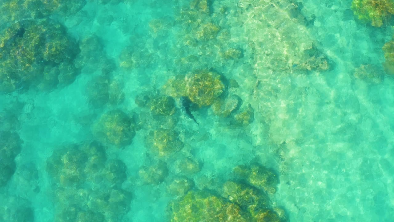 Top-down view of clear turquoise water over coral, rocks, and pale sand patches in Cabo Pulmo, Mexico, with no visible people.