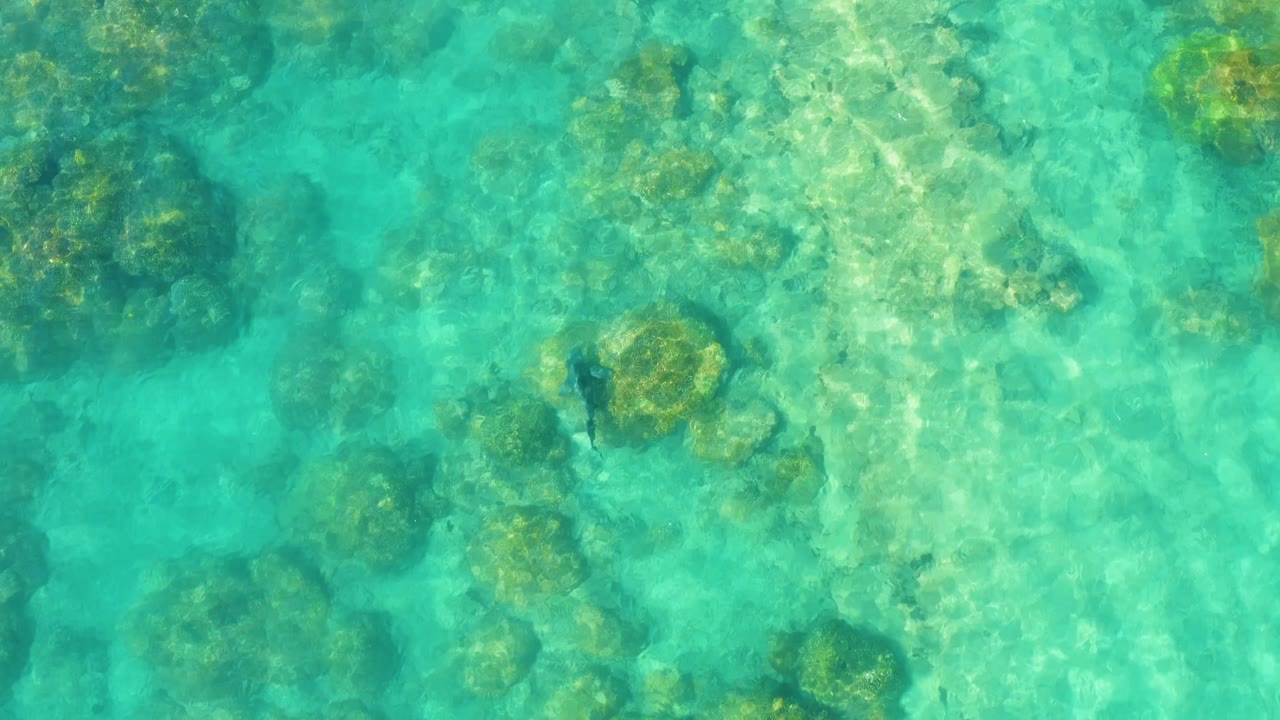 A small dark fish is visible beneath clear turquoise water over rocks, coral, and sand in Cabo Pulmo, Mexico, with no visible people.