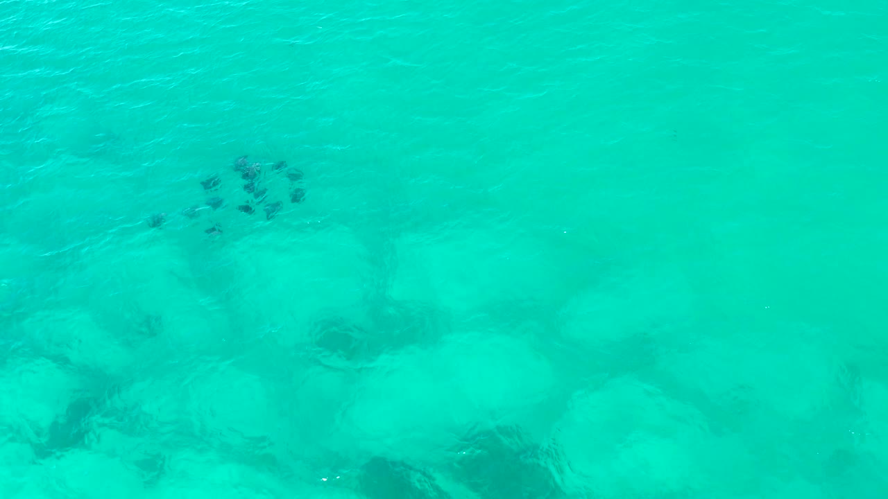 The fish cluster sits higher in the frame above pale submerged rocks and teal water in Cabo Pulmo, with no visible people.