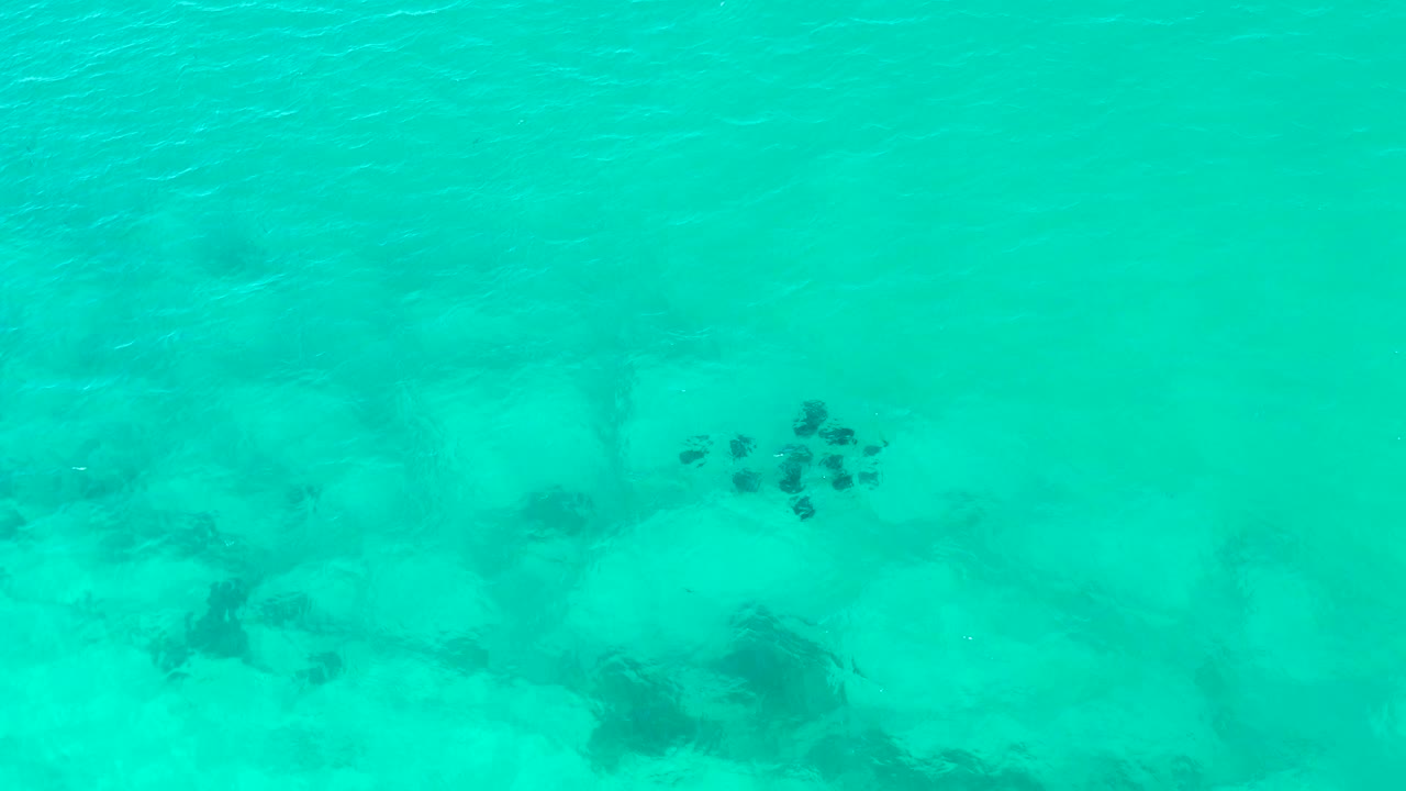 Fish school drifting over sandy shallow water with darker rocks below.
