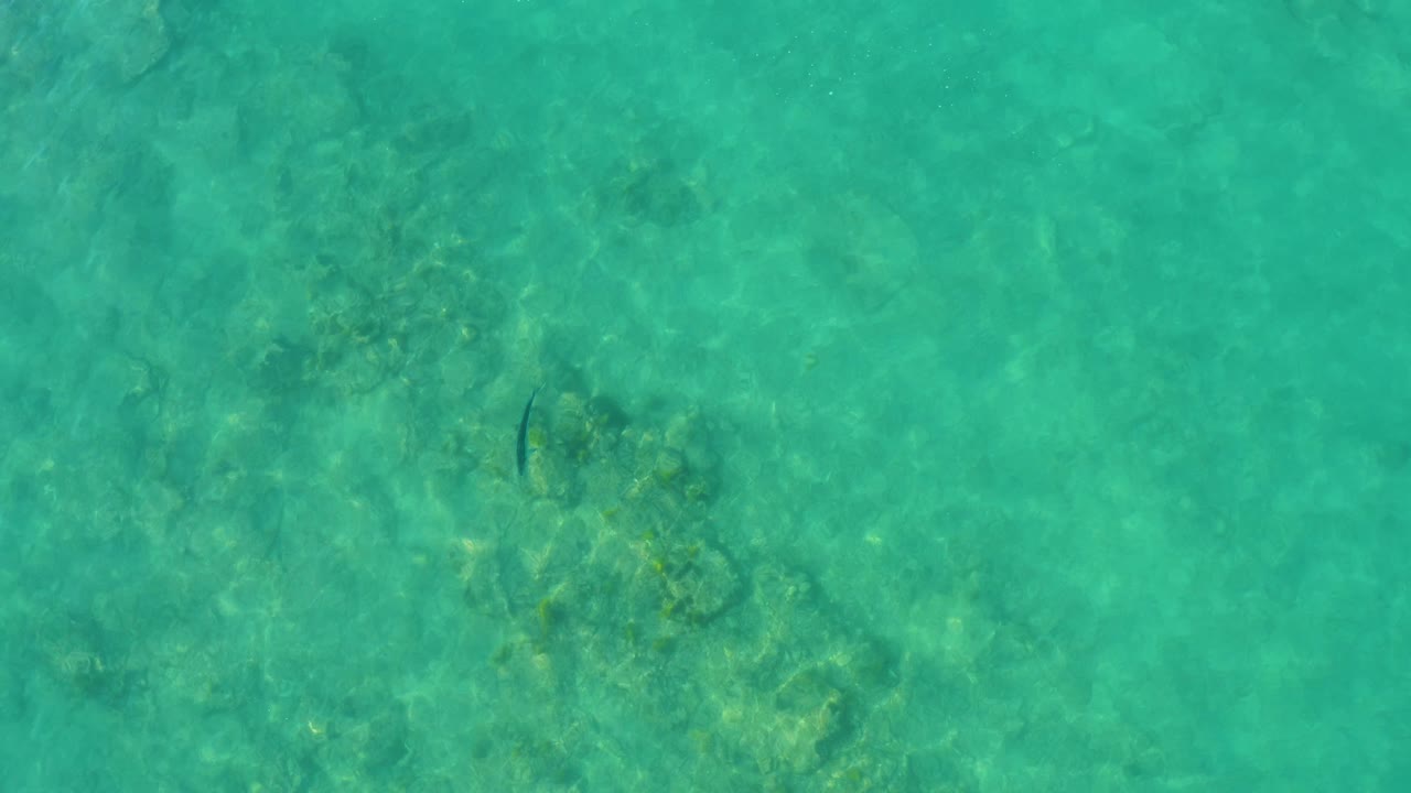 Clear turquoise shallow water over a rocky seabed with a small fish.