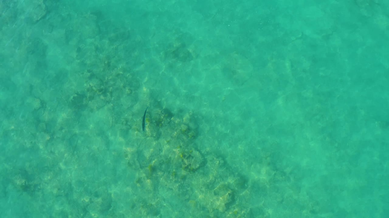 A small dark fish appears farther across the clear turquoise water in Cabo Pulmo, Mexico, with submerged rocks visible beneath and no visible people.