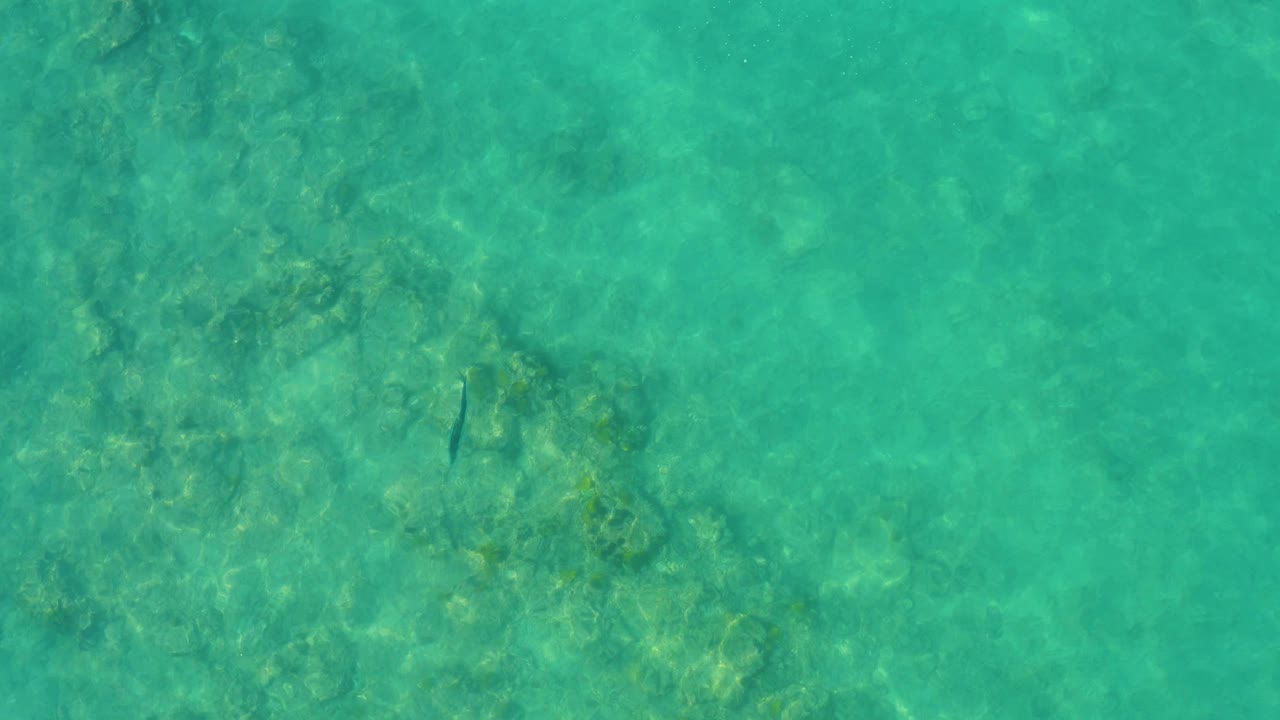 The small fish is visible against the upper portion of clear green-blue water in Cabo Pulmo, Mexico, with mottled seabed detail and no visible people.