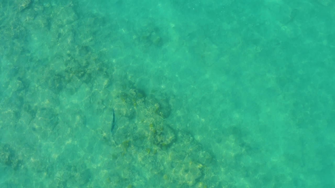 A small fish sits near the left edge of an overhead view of clear shallow water in Cabo Pulmo, Mexico, with rocky bottom detail and no visible people.