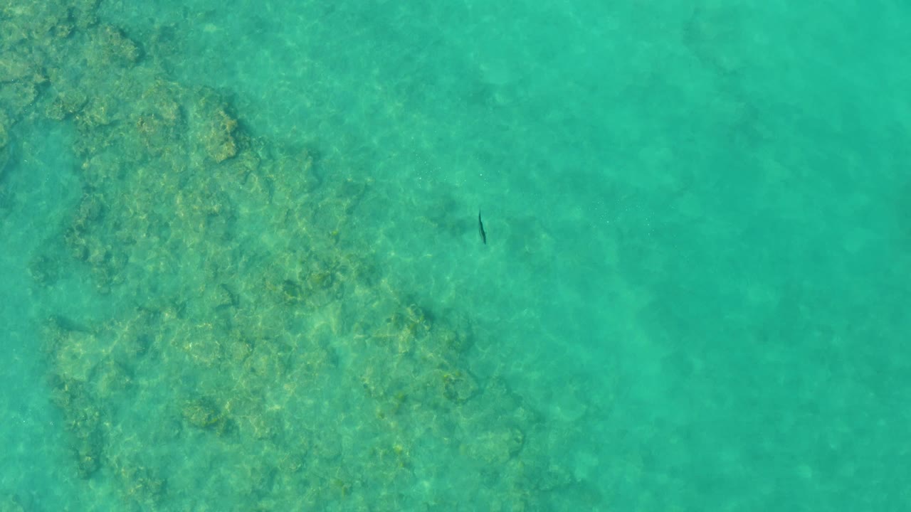 Small dark fish over clear turquoise shallow water and reef texture
