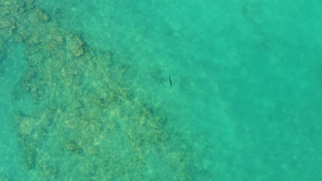 A small dark fish appears in clear turquoise Cabo Pulmo water beside broad submerged coral or vegetation patches, with no visible people.
