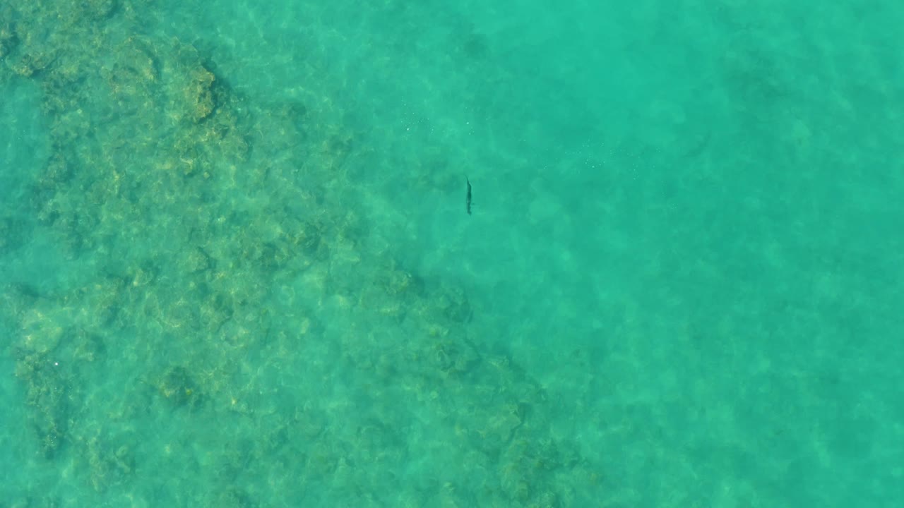 Clear turquoise water in Cabo Pulmo shows a small dark fish near the upper reef texture, with open water to the right and no visible people.